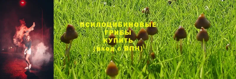 мориарти как зайти  Касли  Псилоцибиновые грибы MAGIC MUSHROOMS 